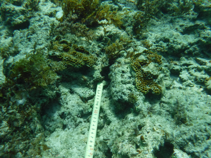 辺野古シュワブ南のサンゴの写真