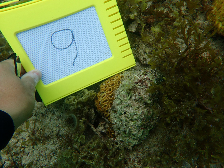 大浦湾のササンゴの写真