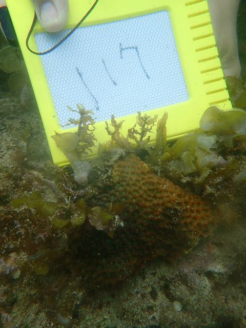 辺野古シュワブ南のサンゴの写真