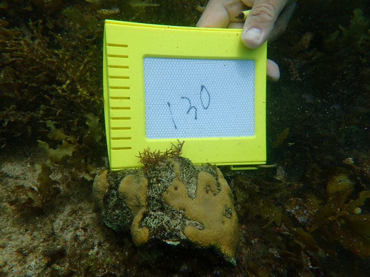 辺野古シュワブ南のサンゴの写真