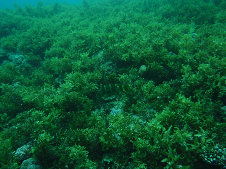 辺野古シュワブ南のサンゴの写真