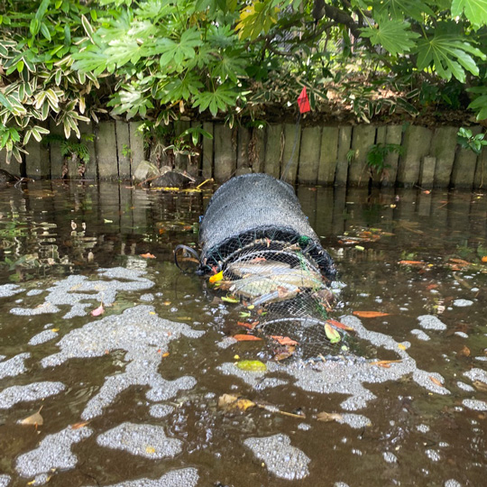 罠の写真