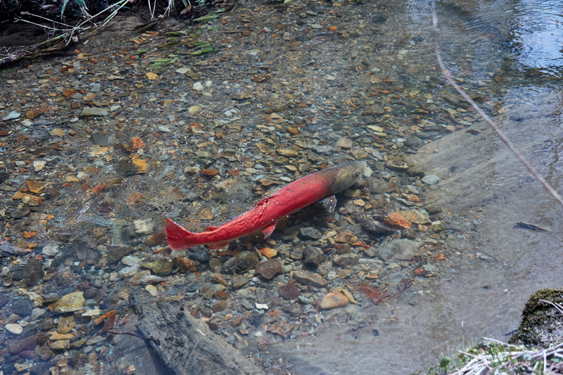 幻の魚イトウの写真