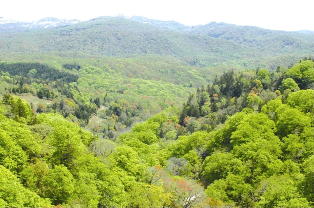 白井川ブナ林付近の森の画像
