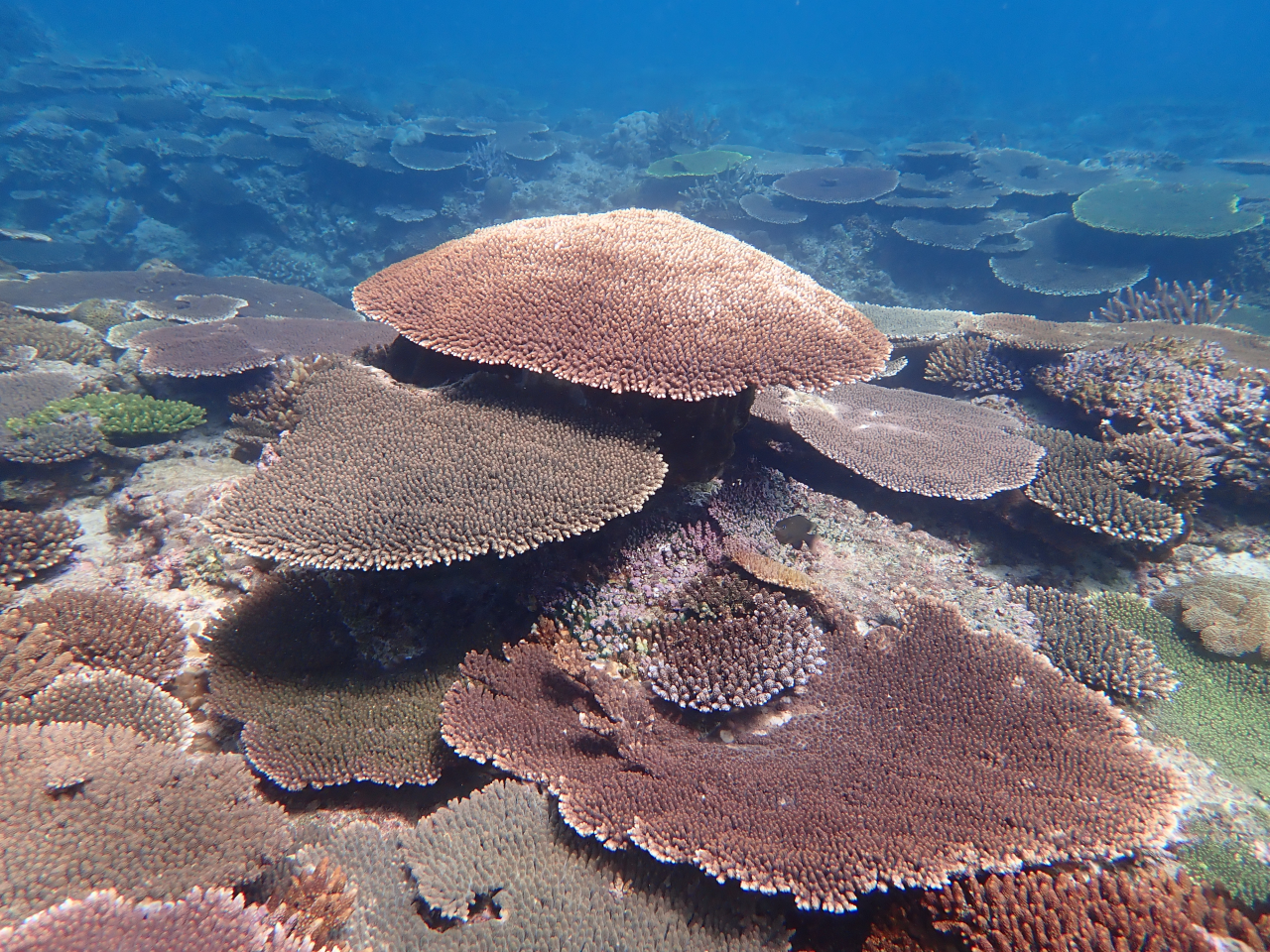 浦添のサンゴ礁